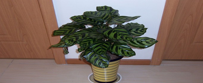 去甲醛 孔雀竹芋_副本.jpg